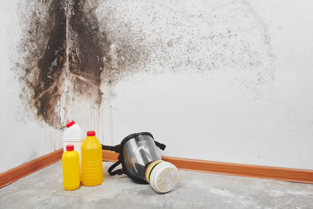 Home Mold Removal in Reidsville, GA