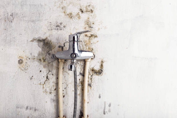 Best Best Mold Removal Companies  in Reidsville, GA