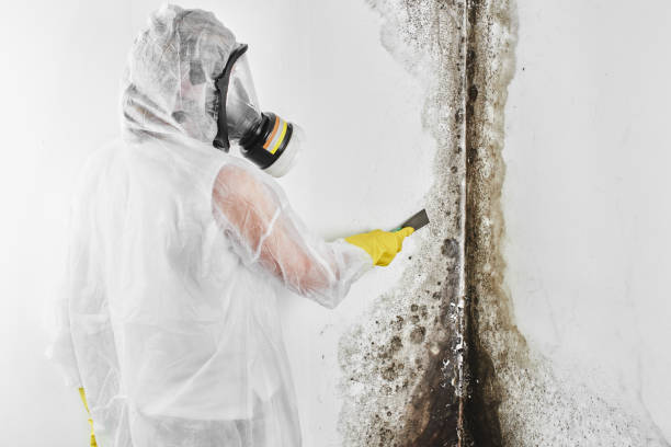 Best Toxic Mold Removal  in Reidsville, GA