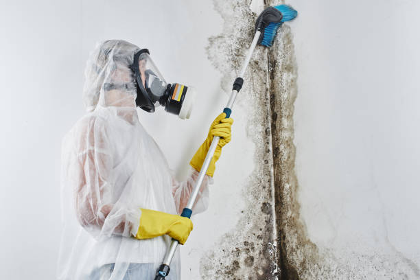 Best Mold Remediation  in Reidsville, GA