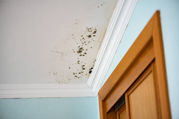 Reidsville, GA Mold Removal Company