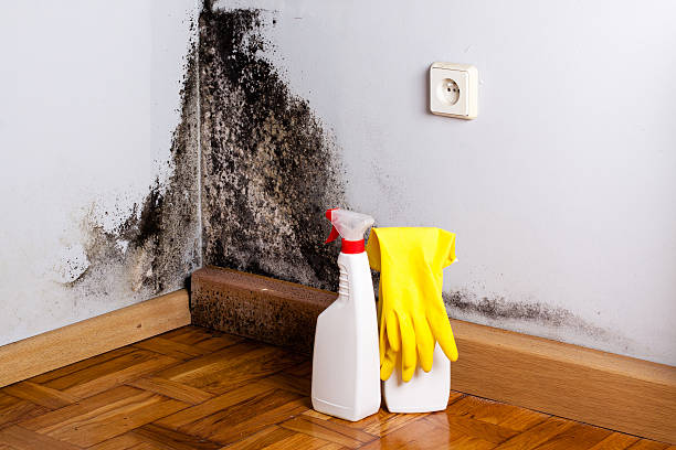 Trusted Reidsville, GA Mold Removal Experts