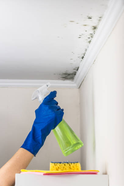 Best Mold Damage Repair  in Reidsville, GA