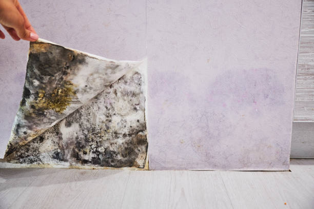 Best Home Mold Removal  in Reidsville, GA